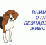 Объявление для владельцев собак - Спасский район