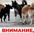Объявление для владельцев собак - Спасский район